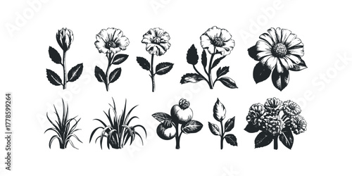 Collection of Engraved Botanical Illustrations of Flowers and Plants