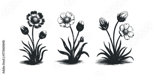Three Stylized Floral Arrangements with Buds and Shadows