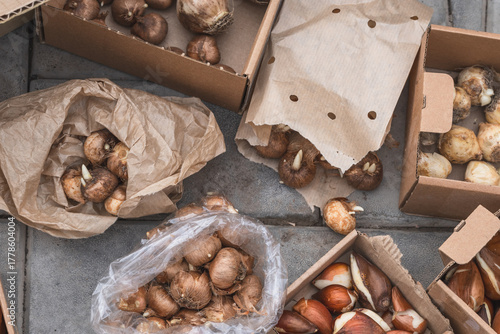 Close-up of crocuses and other flower bulbs in paper boxes ready for planting. Selective focus. Autumn planting of bulbous flowers in the garden.