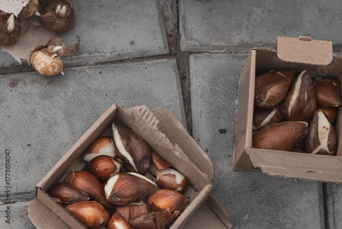 Tulip bulbs in paper boxes ready for planting. Autumn planting of bulbous flowers in the garden.