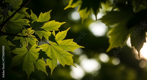 Maple leaf backlit by sunlight