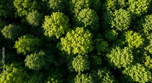 Forest canopy aerial view