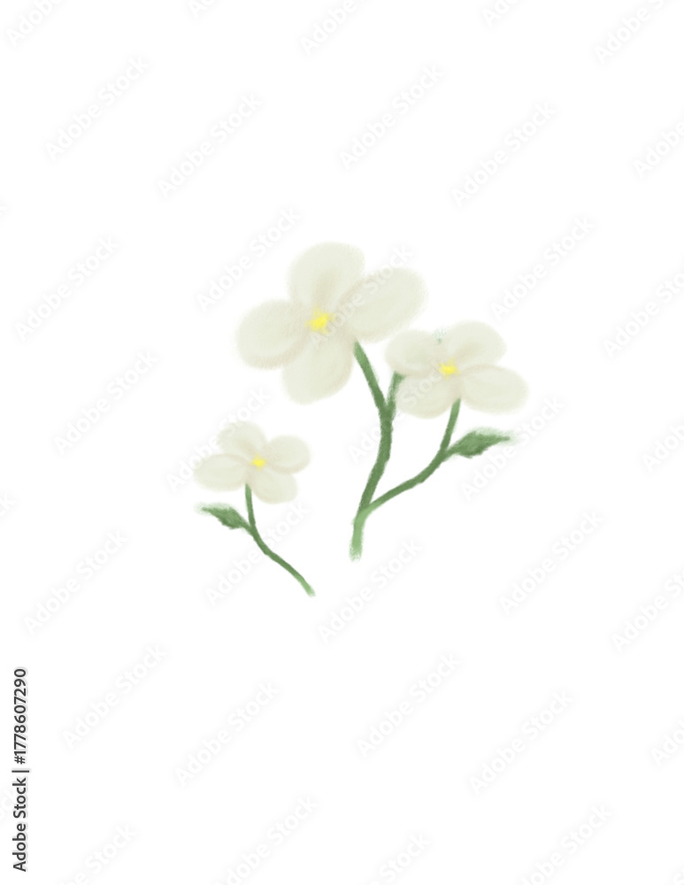 Fototapeta premium white flowers on white background