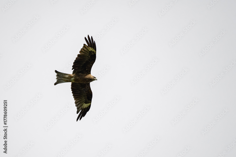 Fototapeta premium Black-eared kite in flight with white background