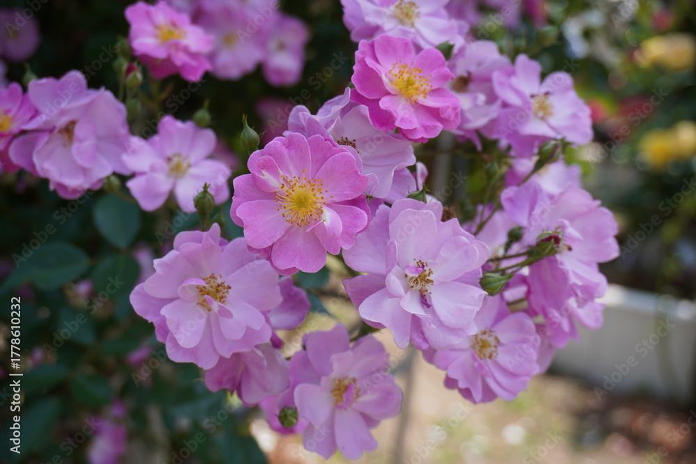 Obraz premium Cluster blooming Lavender Dream roses in a natural garden on a sunny day