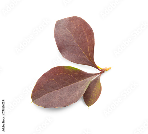 Brown leaves on white backg...