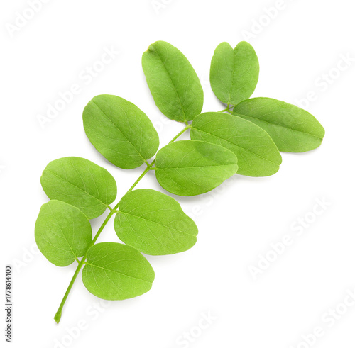 Branch of acacia tree on wh...