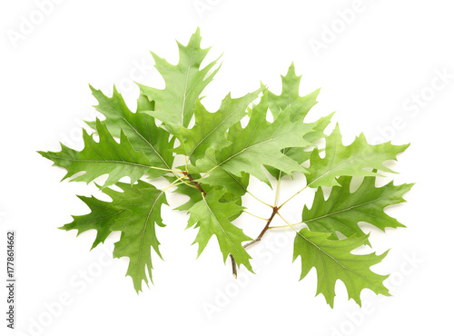Leaves of oak tree on white...