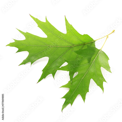 Leaves of oak tree on white...