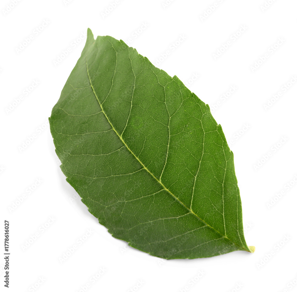 Obraz premium Green leaf on white background