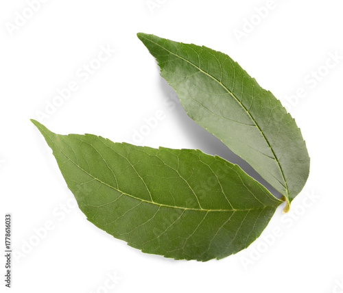 Green leaves on white backg...