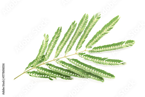 Branch of acacia tree on wh...