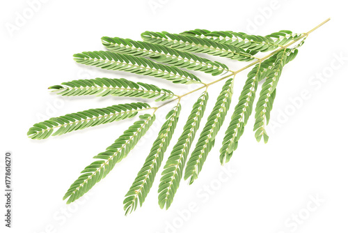 Branch of acacia tree on wh...