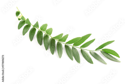 Branch of acacia tree on wh...