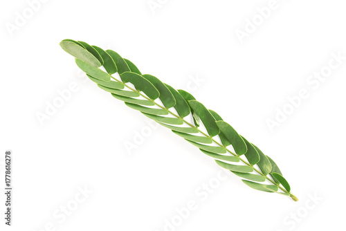 Branch of acacia tree on wh...