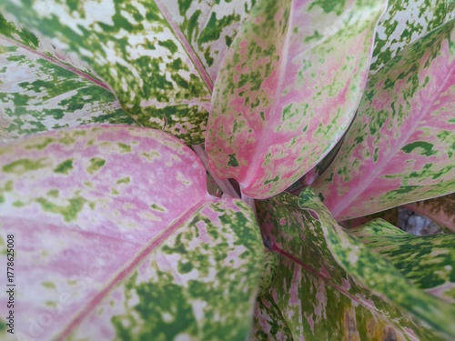 Top view, Close-up of the pink Aglaonema in a plant pot, an ornamental plant with a unique leaf pattern.