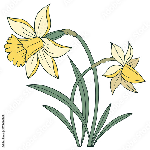 Daffodils in Bloom: Two elegant daffodils stand tall, their vibrant yellow trumpets and delicate petals showcasing nature's artistry. A symbol of spring's arrival, they bring joy.