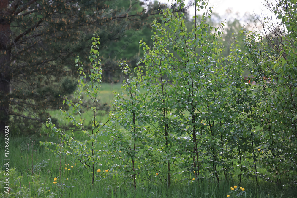 Fototapeta premium Fresh green summer background in the village, plants nature backdrop