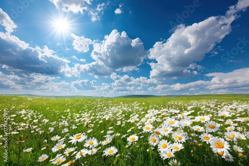 Vibrant Field of Daisies Under a Bright Blue Sky with Puffy White Clouds and Sunlight