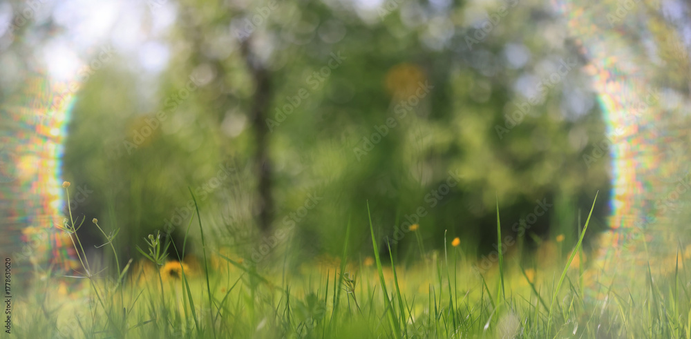 Fototapeta premium green background, eco concept, sunbeam glare, a frame of light on a summer backdrop of blurred fresh grass
