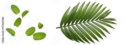 Fresh mint leaves floating near a vibrant green palm frond isolated on a clean transparent background perfect for tropical design herbal tea recipes or natural