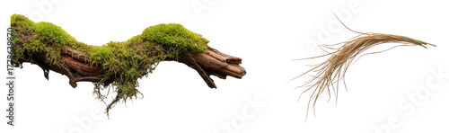 Moss covered dead wood branch and dry palm leaf fiber isolated on transparent background for terrarium design aquarium decoration jungle theme nature elements