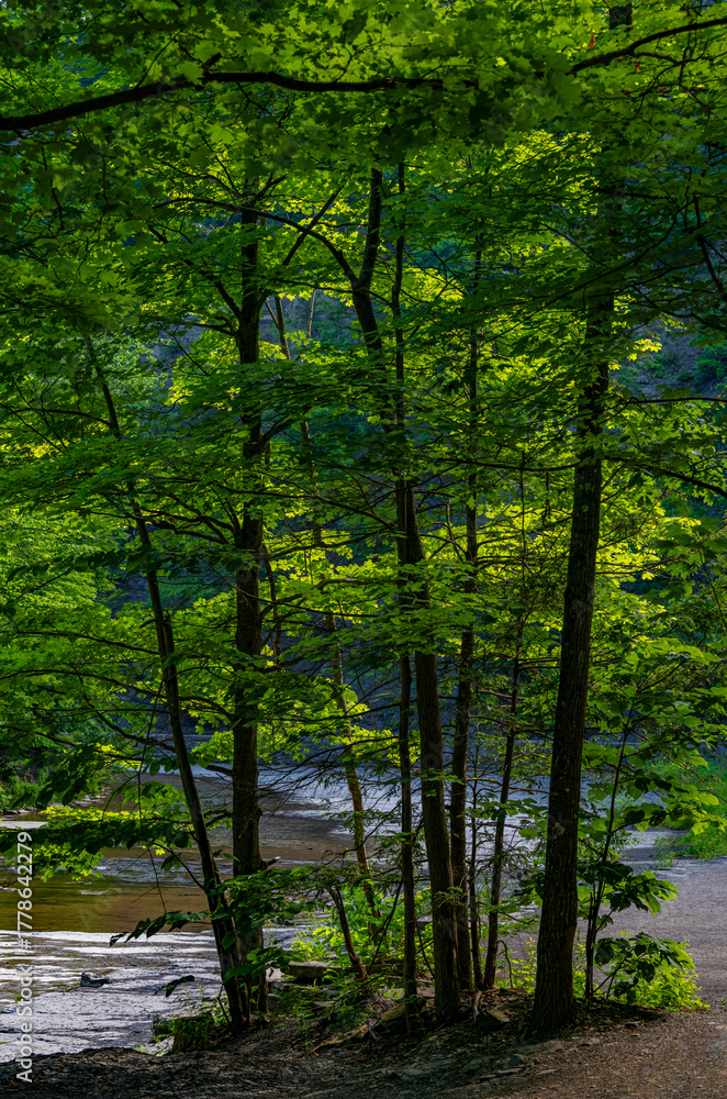 Fototapeta premium 714-101 Copse of Trees