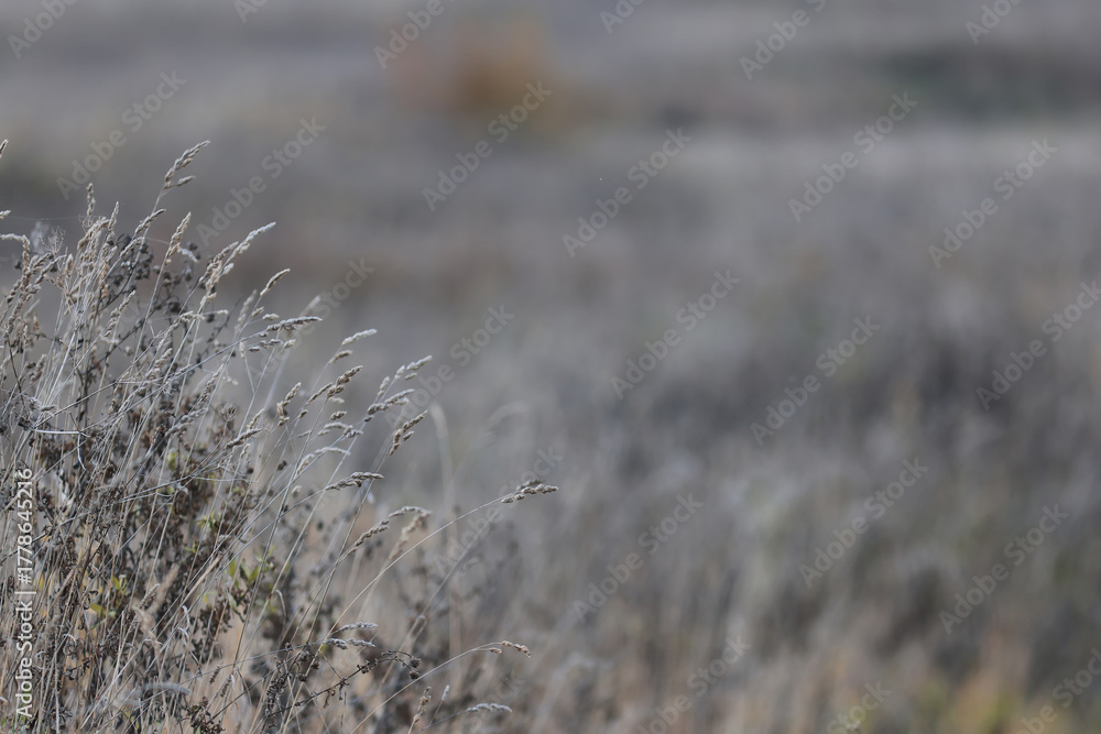 Fototapeta premium Dry autumn grass in the field, autumn view background, nature