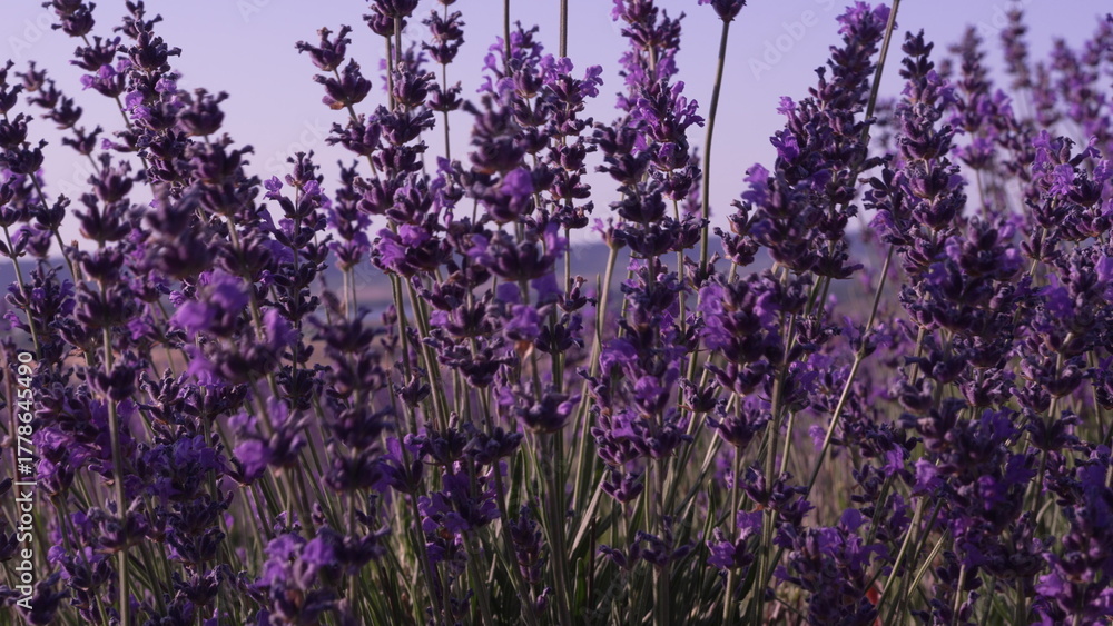 Naklejka premium Lavender Flowers Field: Close-up of purple blossoms blooming beautifully in a summer field, showcasing nature's allure.