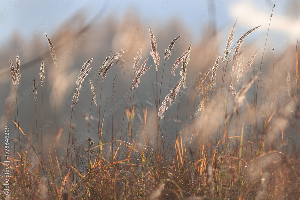 Fototapeta premium Autumn nature view, dry grass on a sunny day, the background of the outgoing season in warm tones