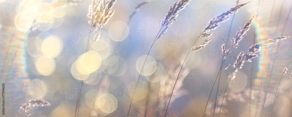 Fototapeta premium Autumn nature view, dry grass on a sunny day, the background of the outgoing season in warm tones