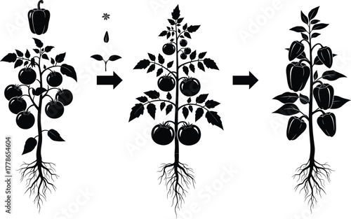 Tomato and bell pepper plant growth stages with roots, seed germination, and development process, farming, agriculture, and gardening vector illustration design