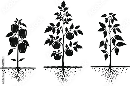 Set of vegetable plant silhouettes with roots, tomato, bell pepper, and chili growing underground, agriculture, farming, and gardening vector illustration design