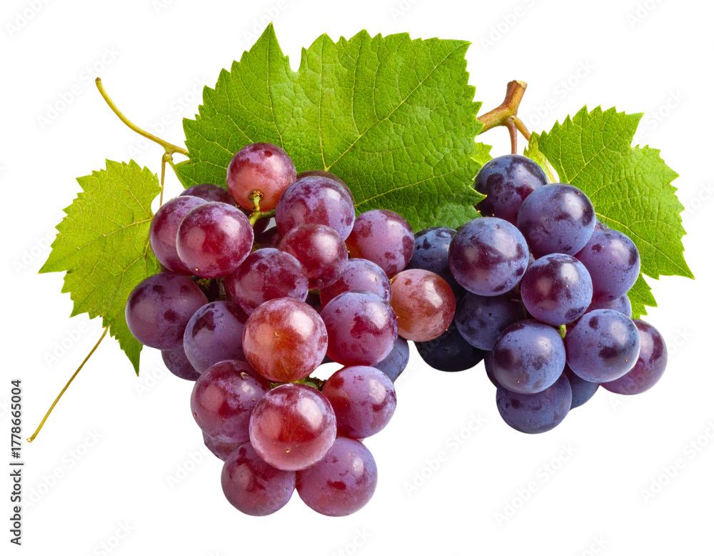 Fototapeta premium Fresh bunch of red grapes on a vine with leaf, a healthy fruit cluster isolated on white