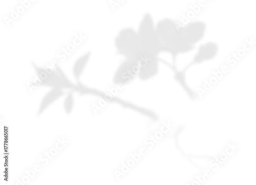 Soft Floral Branch Shadow Overlay