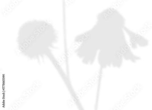 Soft Floral Branch Shadow Overlay