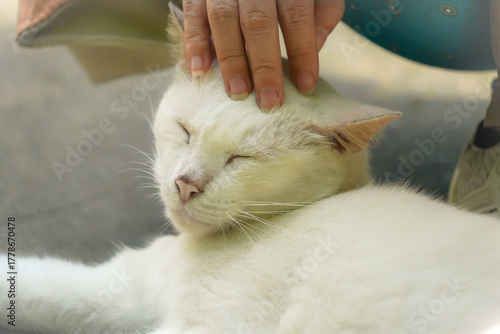 white cat so happy with human hand with dramatic tone