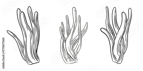 Set of Sea Anemones Hand Drawn Sketches