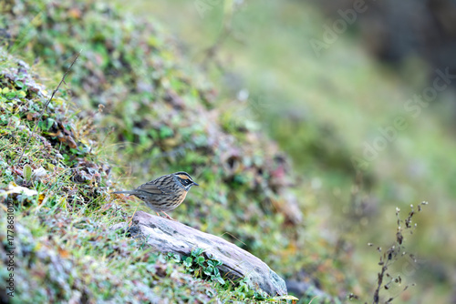 The Rufous-breasted Accentor rests in sunlight, its brown and rufous hues contrasting beautifully with the vibrant green habitat.