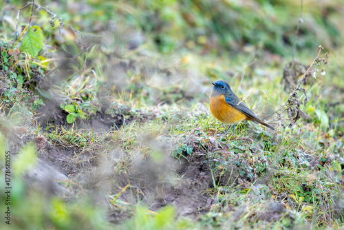 Colorful Redstart perched in calm and open surroundings