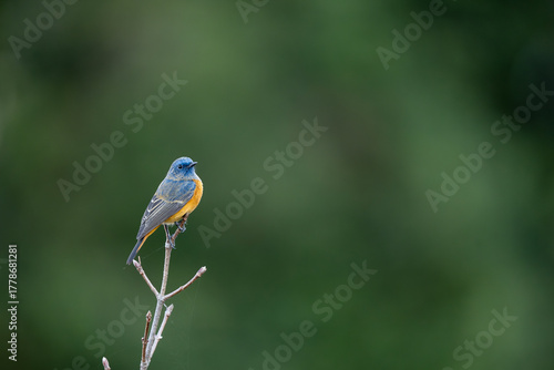 A Blue-fronted Redstart Redstart perched on branch with soft green background