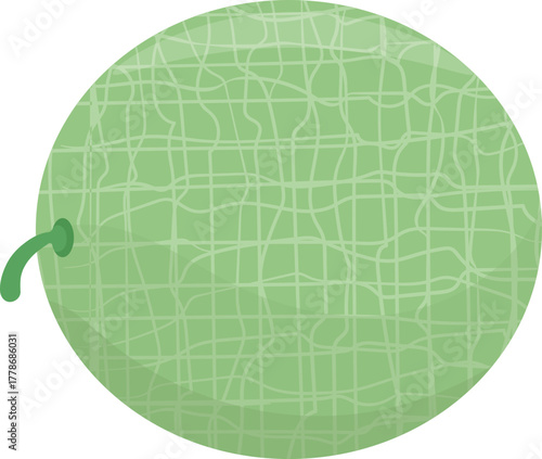 Fresh honeydew melon vector illustration with netted skin, whole green fruit with stem
