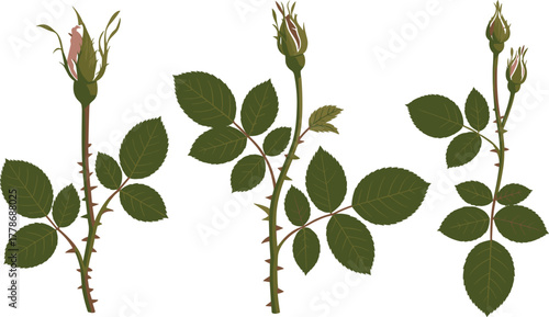 Set of Three Rose Flower Stems with Buds, Leaves, and Thorns Vector Illustration