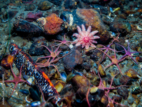Canvas Print A sun star among brittle stars
