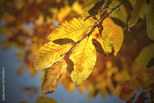 autumnal colored beech tree in backlit on a blue sky