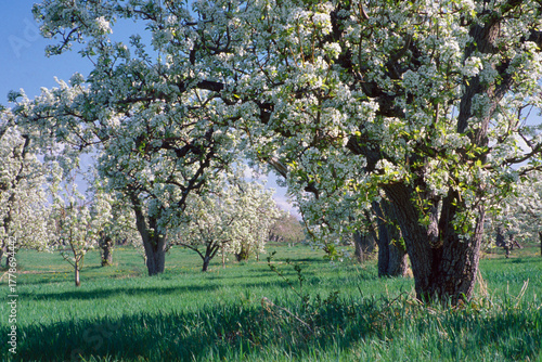 Pear (Pyrus communis) orchard bloom blossom eastern Washington film