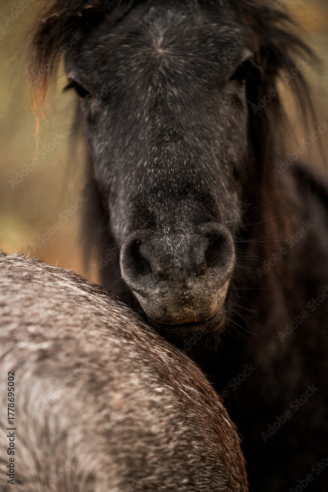 Fototapeta premium Artistic close-up of a dark horse pony head and mane backlit by intense sunlight, with soft lens flare and a dreamy, overexposed sky creating a peaceful and ethereal atmosphere