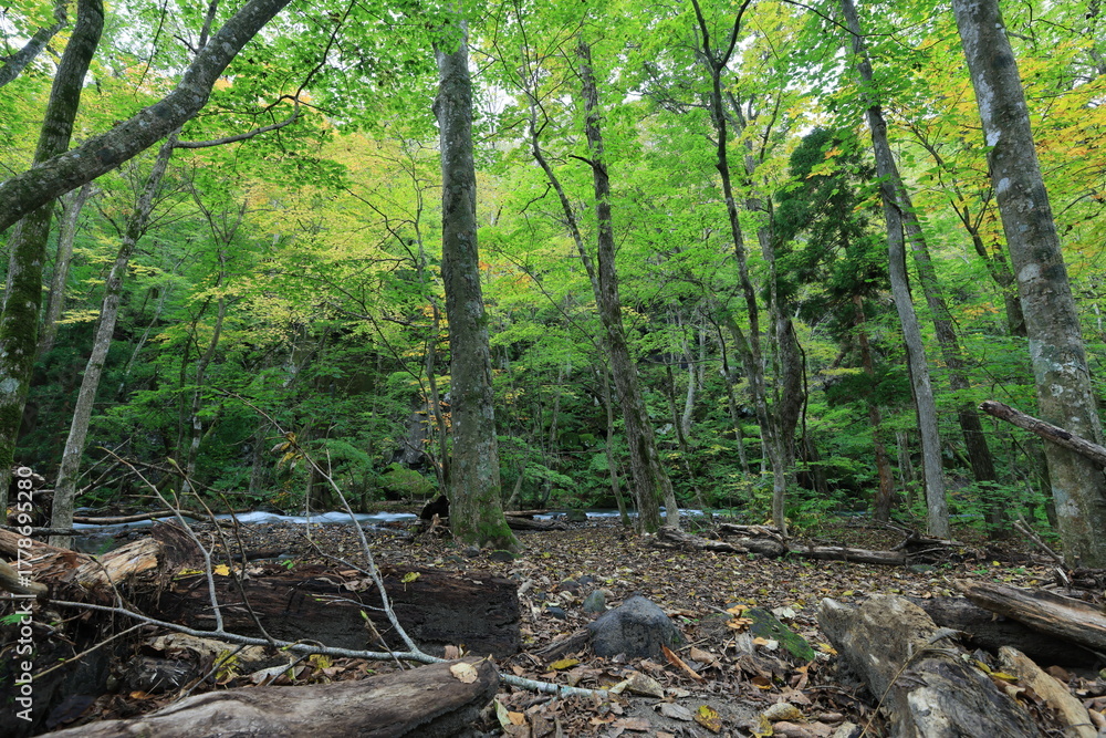 Obraz premium Forest landscape.