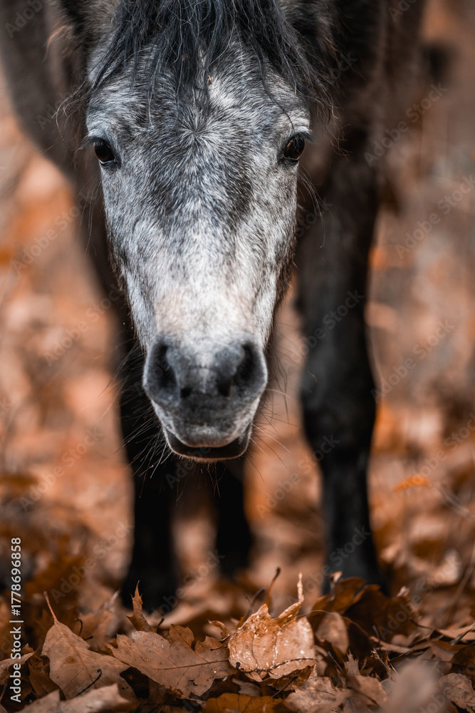 Fototapeta premium Artistic close-up of a dark horse pony head and mane backlit by intense sunlight, with soft lens flare and a dreamy, overexposed sky creating a peaceful and ethereal atmosphere