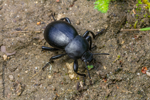 Wallpaper Mural Black beetle crawling on soil in a natural setting during daytime Torontodigital.ca